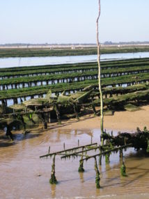 Pôle 1 - Êtres vivants, biodiversité Pôle 1 - Êtres vivants, biodiversité
