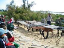 Pôle 1 - Êtres vivants, biodiversité Pôle 1 - Êtres vivants, biodiversité