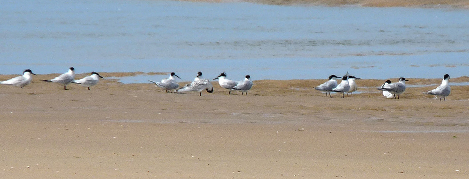 Oléron, ses randos et ses environs